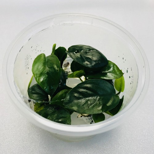 Anubias nangi in cup 100 cc.